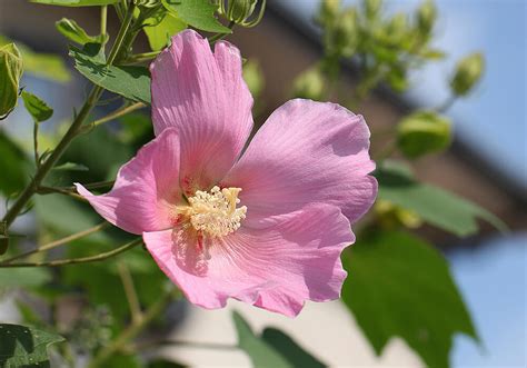 芙蓉種植|芙蓉（フヨウ）の育て方｜美しい花を咲かせる栽培の 